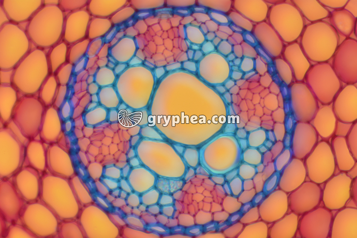Racine de Renoncule - cylindre central en CT - CIT x100 - gryphea.com
